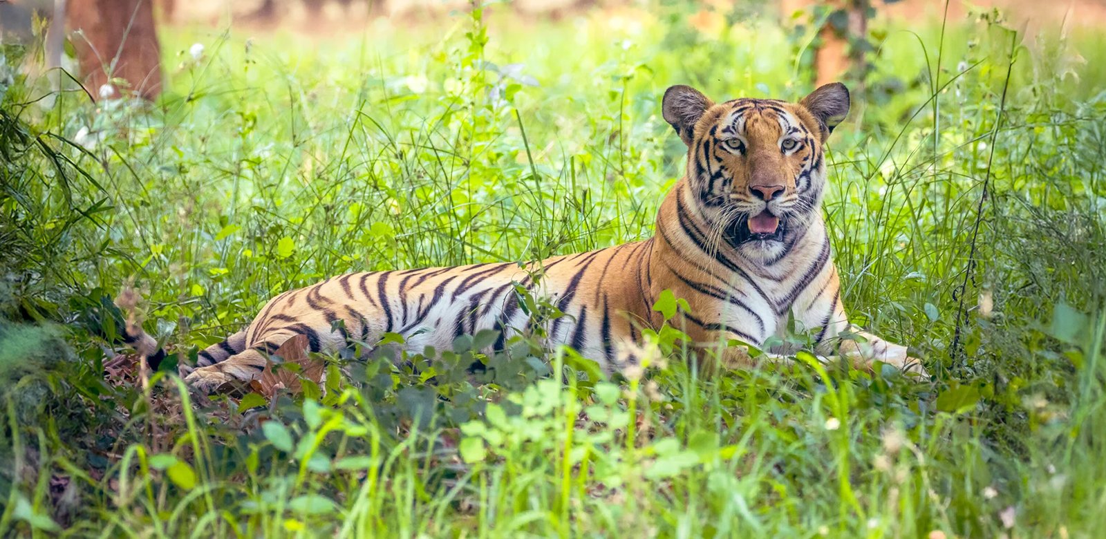 Ranchi, Birsa Biological Park Zoo Jharkhand