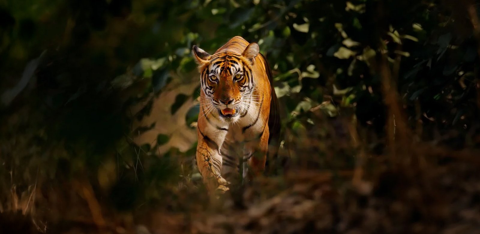 Tiger-Ranthambhore-National-Park-Rajasthan-India